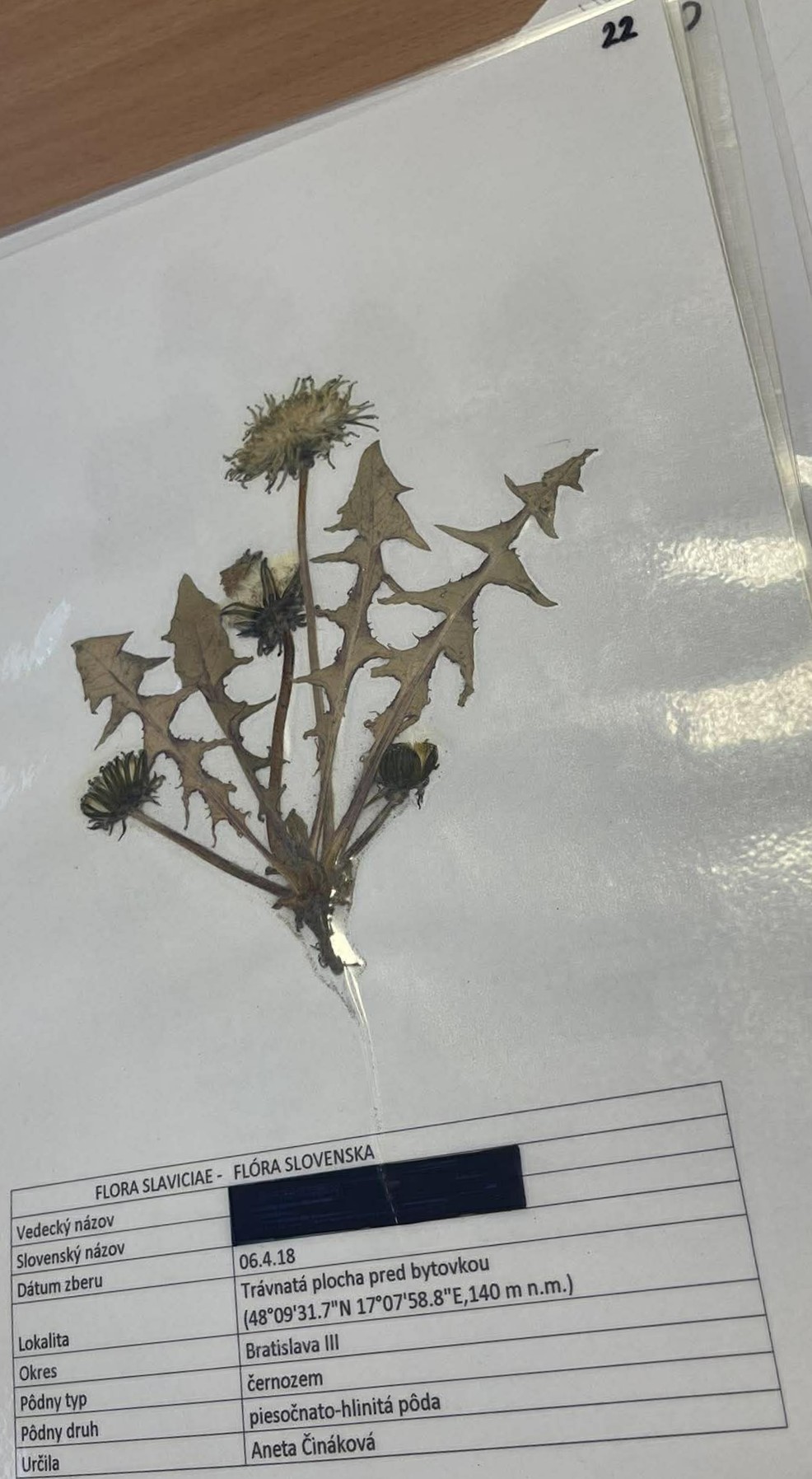 Rastlina Taraxacum officinale